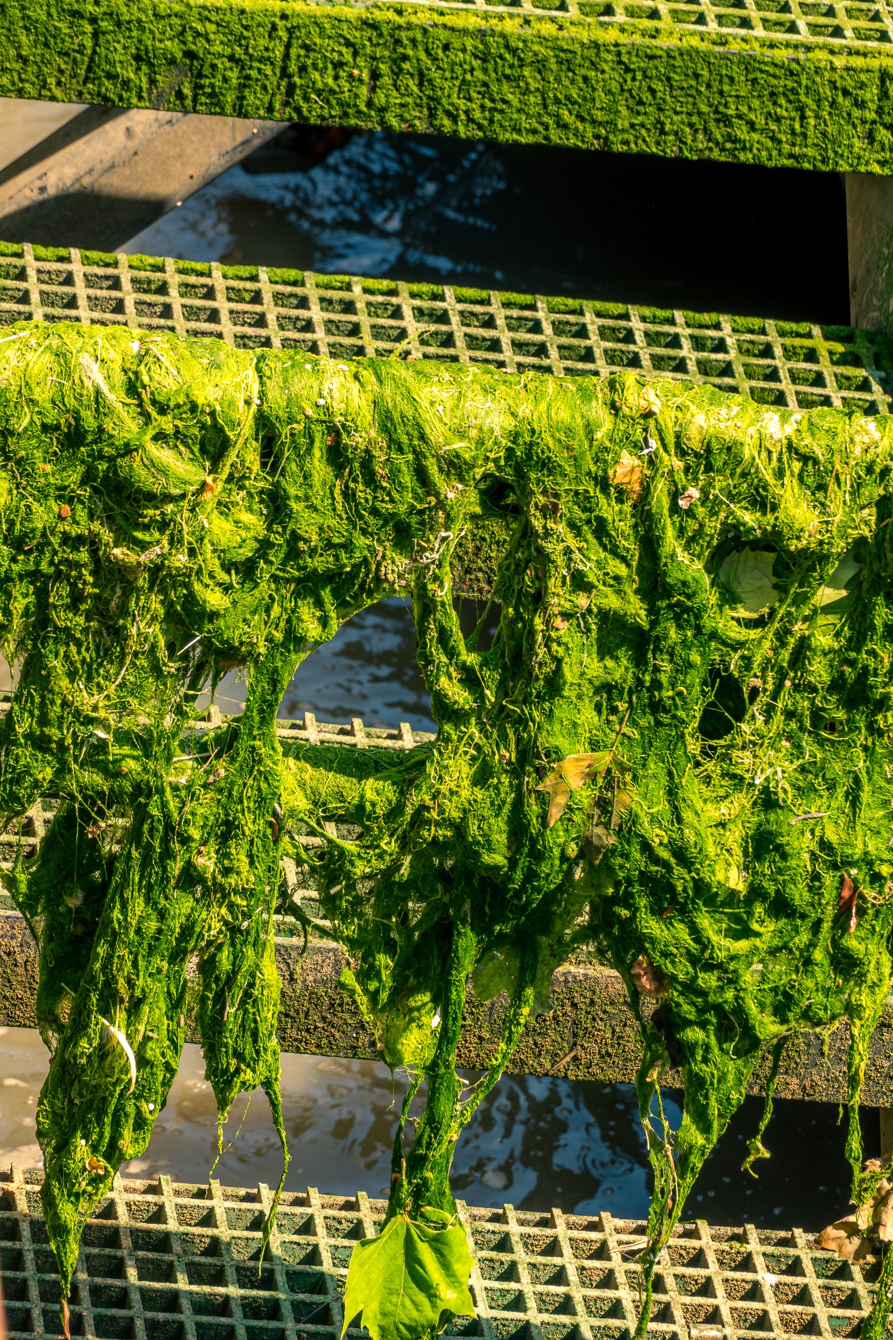 20250517   Maassluis Ahoi   025